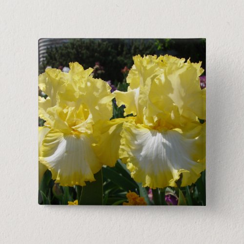 Yellow Bearded Iris Irises Flowers floral Button