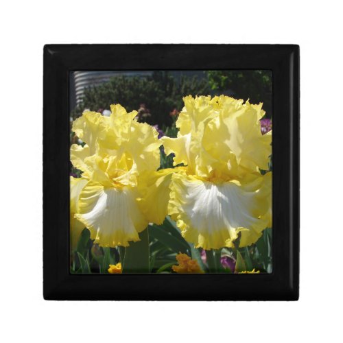 Yellow Bearded Iris Irises Flowers floral Gift Box