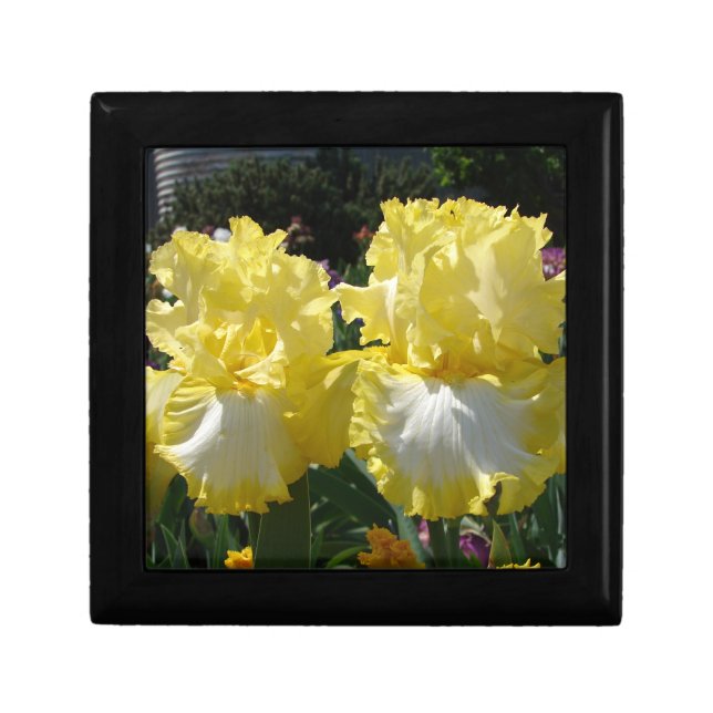 Yellow Bearded Iris Irises Flowers floral Gift Box (Front)