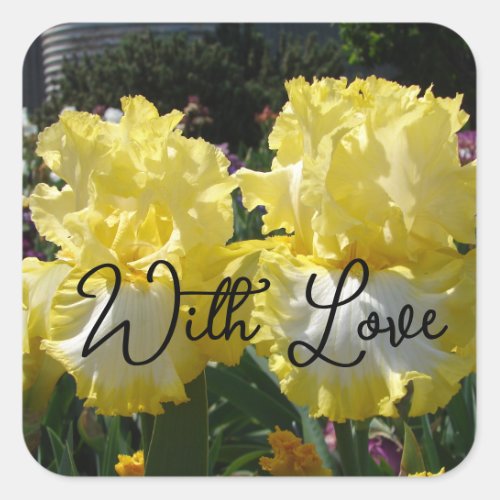 Yellow Bearded Iris Irises Flowers floral Love Square Sticker