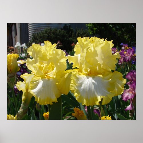 Yellow Bearded Iris Irises Flowers floral Poster