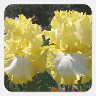 Yellow Bearded Iris Irises Flowers floral Square Sticker