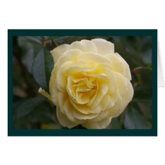 Yellow Beauty Cards