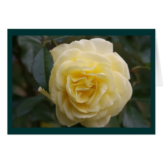 Yellow Beauty Cards (Front Horizontal)