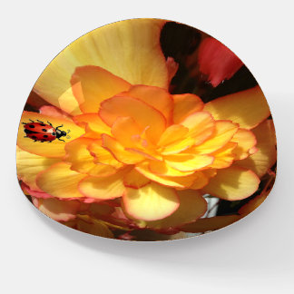 Yellow Begonia with a Ladybug Cute Gift Paperweight