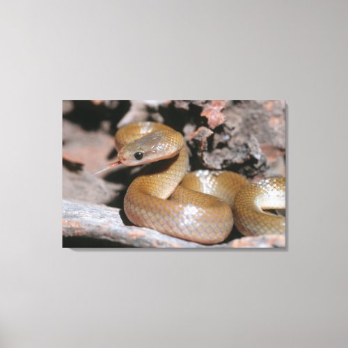 Yellow Bellied House Snake Lamprophis Fuscus Canvas Print