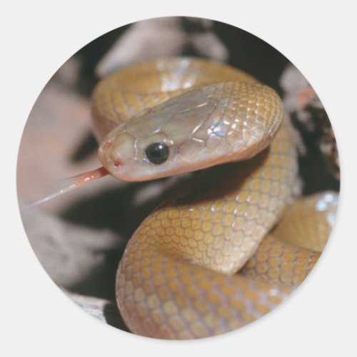 Yellow Bellied House Snake Lamprophis Fuscus Classic Round Sticker