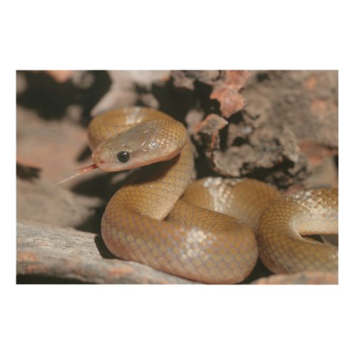 Yellow Bellied House Snake Lamprophis Fuscus Wood Wall Decor