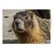 Yellow Bellied Marmot (Front Horizontal)