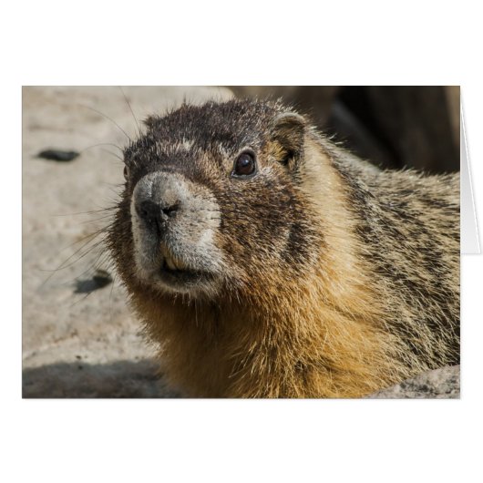 Yellow Bellied Marmot (Front Horizontal)