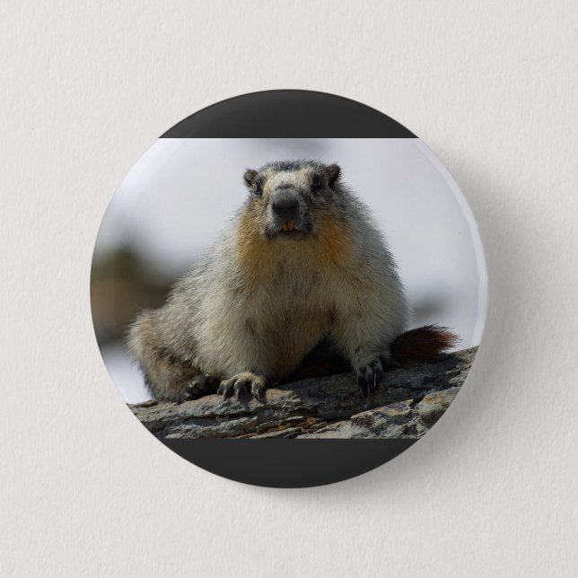 Yellow Bellied Marmot Button (Front)