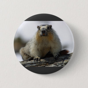 Yellow Bellied Marmot Button