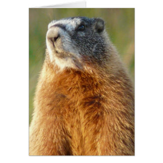 Yellow-bellied Marmot Cards