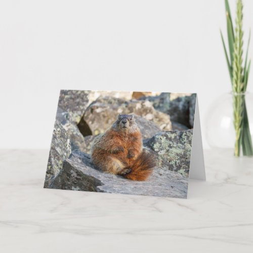 Yellow_Bellied Marmot Folded Greeting Card