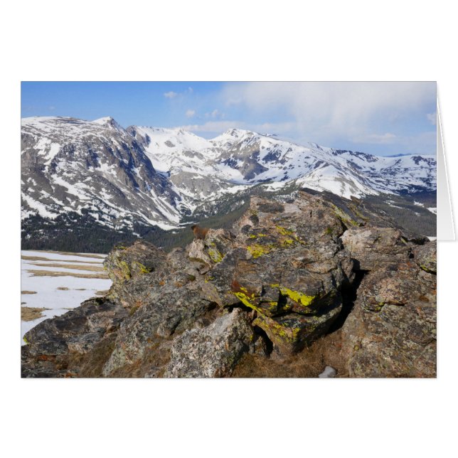 Yellow-Bellied Marmot Gazing at Rocky Mountains Cards (Front Horizontal)