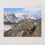 Yellow-Bellied Marmot Gazing at Rocky Mountains Postcard