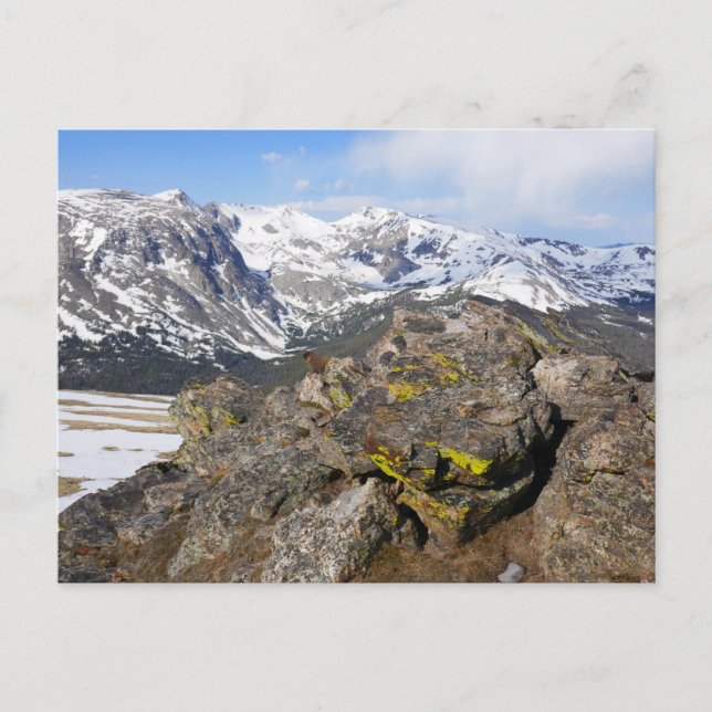 Yellow-Bellied Marmot Gazing at Rocky Mountains Postcard (Front)
