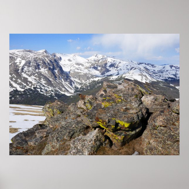 Yellow-Bellied Marmot Gazing at Rocky Mountains Poster (Front)