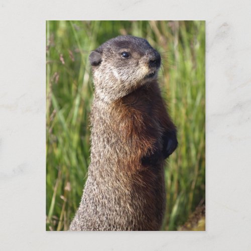 Yellow_Bellied Marmot Gifts Postcard