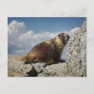 Yellow Bellied Marmot in Yosemite Postcard