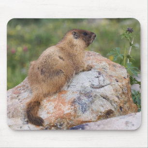 Yellow-bellied Marmot, Marmota flaviventris, Mouse Pad