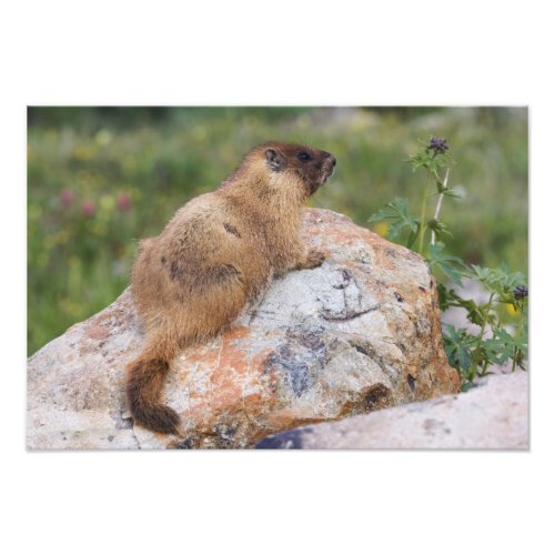 Yellow_bellied Marmot Marmota flaviventris Photo Print