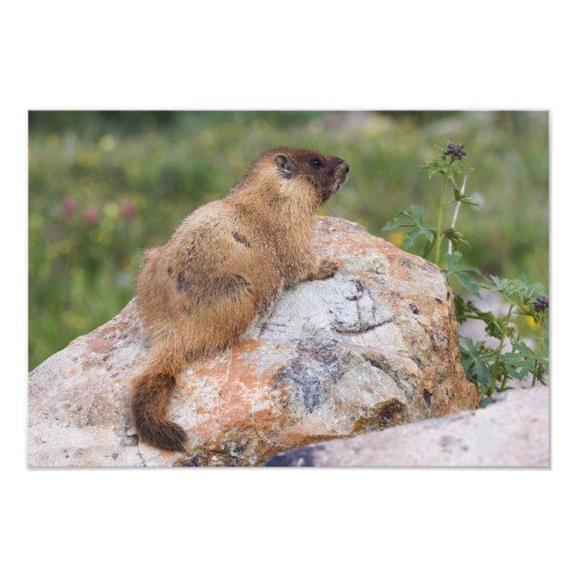 Yellow-bellied Marmot, Marmota flaviventris, Photo Print (Front)