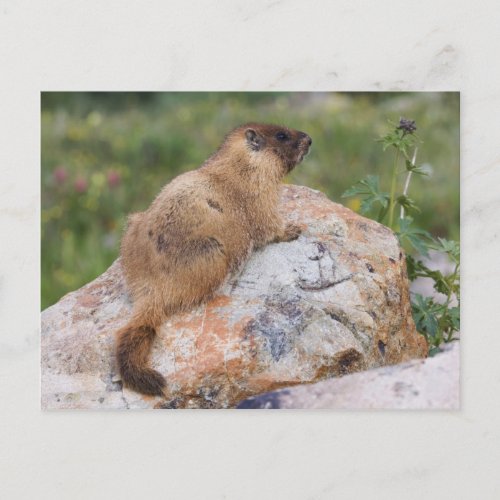 Yellow_bellied Marmot Marmota flaviventris Postcard