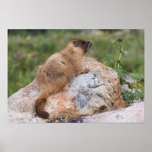 Yellow_bellied Marmot Marmota flaviventris Poster