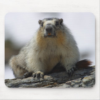 Yellow Bellied Marmot Mouse Pad