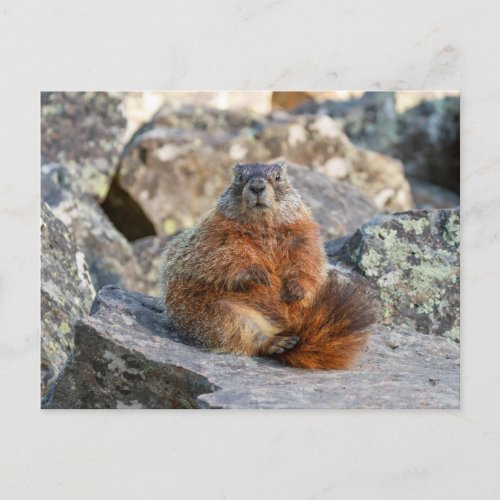Yellow_Bellied Marmot Postcard