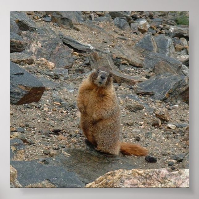 Yellow-Bellied Marmot Poster (Front)