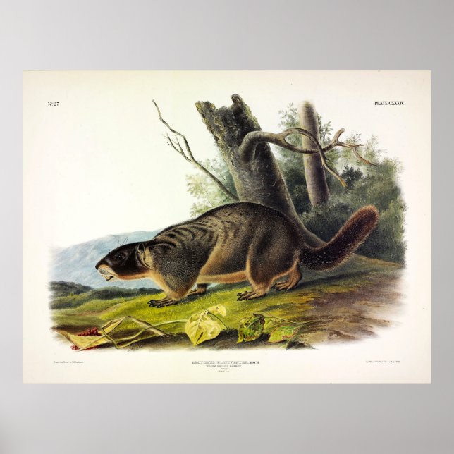Yellow-bellied Marmot, Rock Chuck by Audubon Poster (Front)