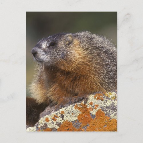 Yellow_bellied Marmot Yellowstone NP WY USA Postcard
