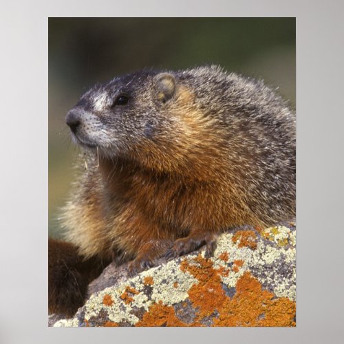 Yellow_bellied Marmot Yellowstone NP WY USA Poster