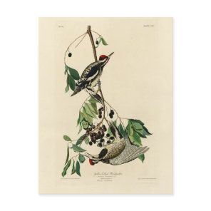 Yellow-bellied Sapsucker, Audubon Birds of America Postcard