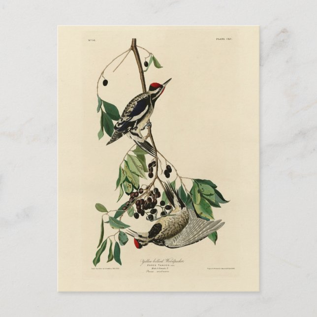 Yellow-bellied Sapsucker, Audubon Birds of America Postcard (Front)