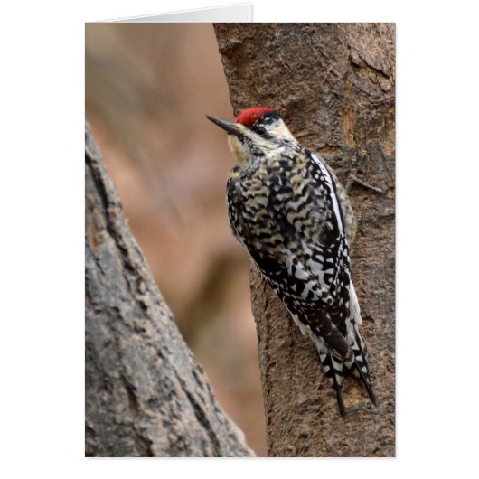 Yellow-bellied sapsucker cards (Front)