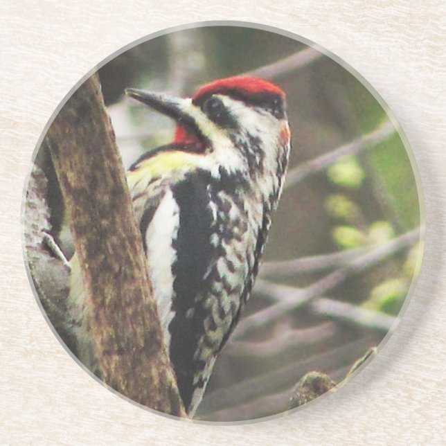 Yellow-bellied Sapsucker Coaster (Front)