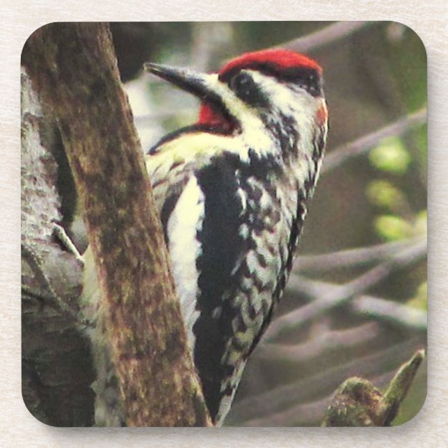 Yellow-bellied Sapsucker Drink Coaster (Front)