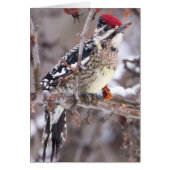 Yellow-bellied Sapsucker In Winter Card (Front)