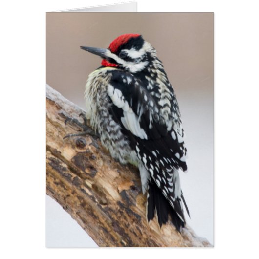Yellow-bellied Sapsucker male (Front)