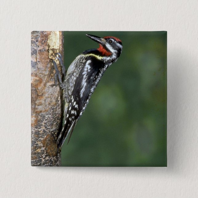 Yellow-bellied Sapsucker (male) Button (Front)