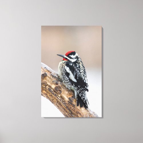 Yellow_bellied Sapsucker male Canvas Print