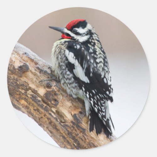 Yellow_bellied Sapsucker male Classic Round Sticker