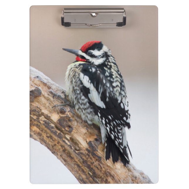 Yellow-bellied Sapsucker male Clipboard (Front)