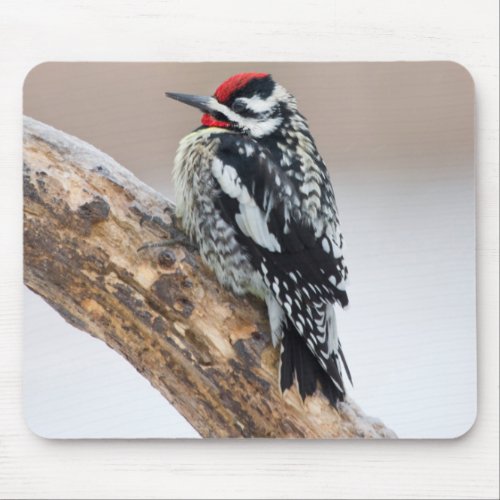 Yellow_bellied Sapsucker male Mouse Pad