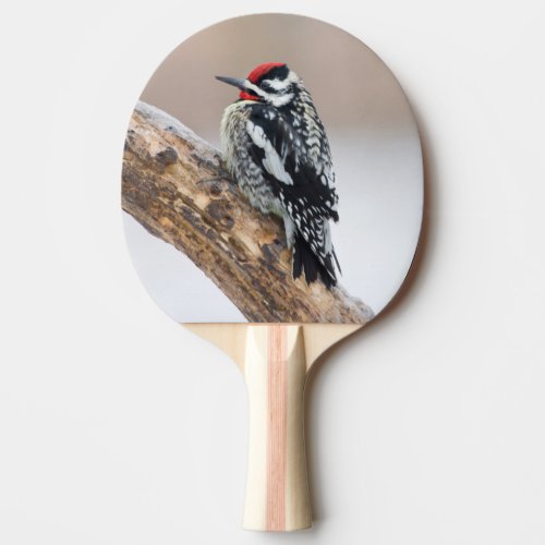 Yellow_bellied Sapsucker male Ping_Pong Paddle