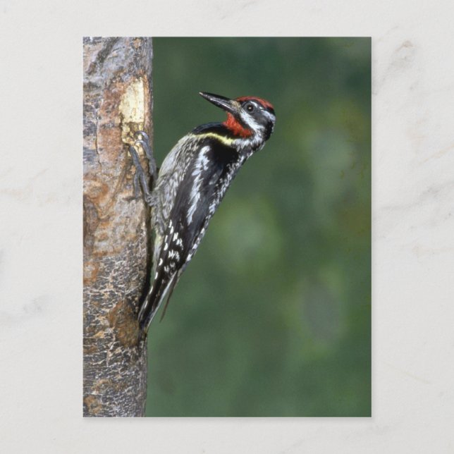 Yellow-bellied Sapsucker (male) Postcard (Front)