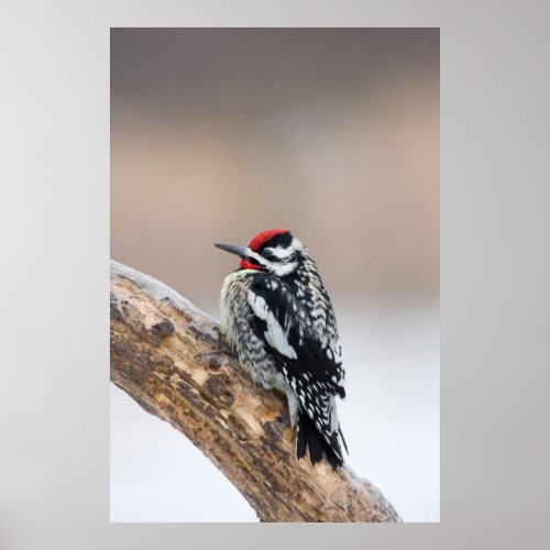 Yellow_bellied Sapsucker male Poster